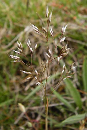 Aira caryophyllea \ Nelken-Haferschmiele / Common Silver Hair-Grass, D Herborn 16.5.2015