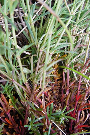 Asperula cynanchica \ H�gel-Meier / Squinancy Wort, D M&ouml;ttingen-Lierheim 2.6.2015