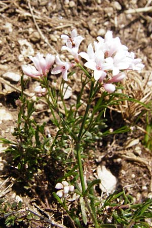 Asperula cynanchica \ H�gel-Meier / Squinancy Wort, D M&ouml;ttingen-Lierheim 2.6.2015