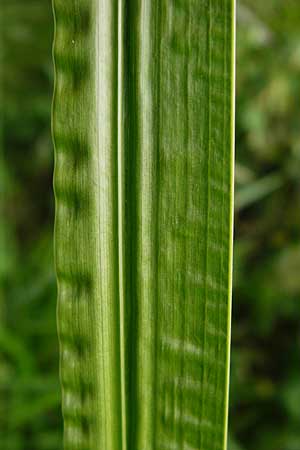 Acorus calamus \ Kalmus / Sweet Flag, Calamus, D Heppenheim-Mittershausen 26.6.2015