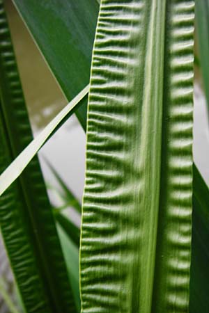 Acorus calamus \ Kalmus / Sweet Flag, Calamus, D Heppenheim-Mittershausen 26.6.2015