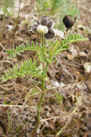 Astragalus cicer \ Kicher-Tragant / Chick-Pea Milk-Vetch, D Gerolzhofen-Sulzheim 18.7.2015