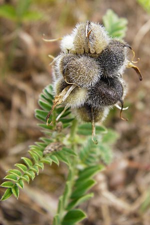 Astragalus cicer \ Kicher-Tragant / Chick-Pea Milk-Vetch, D Gerolzhofen-Sulzheim 18.7.2015