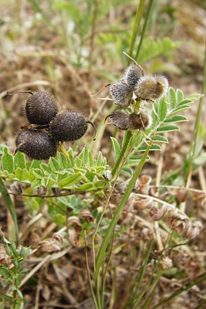 Astragalus cicer \ Kicher-Tragant / Chick-Pea Milk-Vetch, D Gerolzhofen-Sulzheim 18.7.2015