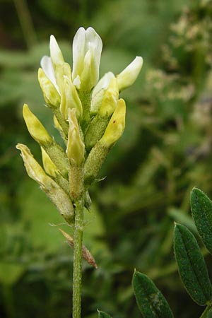 Astragalus cicer \ Kicher-Tragant / Chick-Pea Milk-Vetch, D Gerolzhofen-Sulzheim 18.7.2015