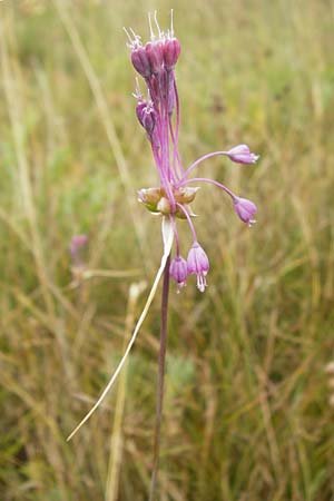 Allium carinatum \ Gekielter Lauch / Keeled Garlic, D Eching 25.7.2015
