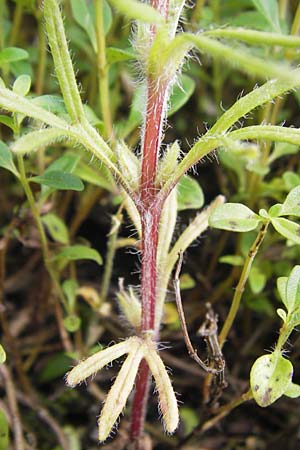 Ajuga chamaepitys \ Gelber G�nsel / Ground Pine, D Weinheim an der Bergstra&szlig;e 5.6.2016