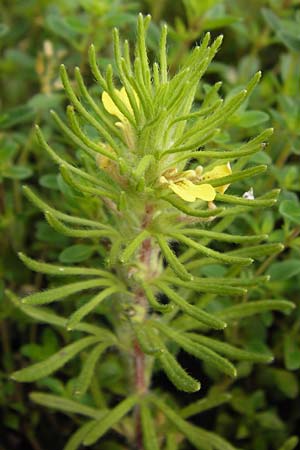 Ajuga chamaepitys \ Gelber G�nsel / Ground Pine, D Weinheim an der Bergstra&szlig;e 5.6.2016