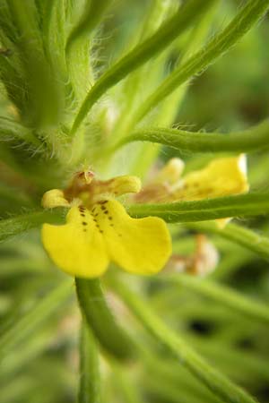 Ajuga chamaepitys \ Gelber G�nsel / Ground Pine, D Weinheim an der Bergstra&szlig;e 5.6.2016