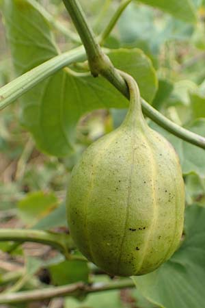 Aristolochia clematitis \ Echte Osterluzei / Birthwort, D Mannheim 12.9.2015