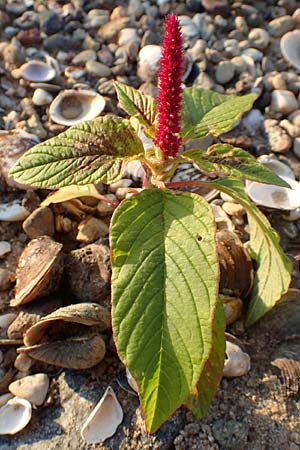 Amaranthus cruentus \ Rispen-Amaranth / Red Pigweed, D Biblis 28.9.2015