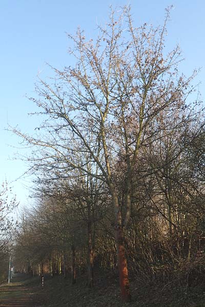 Acer campestre \ Feld-Ahorn / Field Maple, D Mannheim 17.3.2016