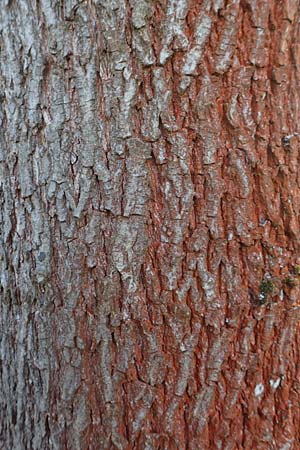 Acer campestre \ Feld-Ahorn / Field Maple, D Mannheim 17.3.2016