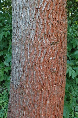 Acer campestre \ Feld-Ahorn / Field Maple, D Mannheim 4.5.2016