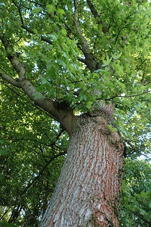 Acer campestre \ Feld-Ahorn / Field Maple, D Mannheim 4.5.2016