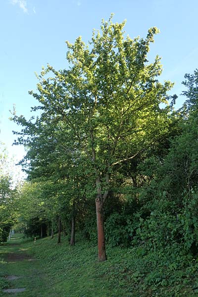 Acer campestre \ Feld-Ahorn / Field Maple, D Mannheim 4.5.2016