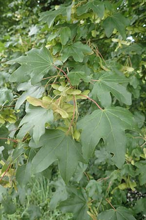 Acer campestre \ Feld-Ahorn / Field Maple, D Obernburg am Main 11.6.2016