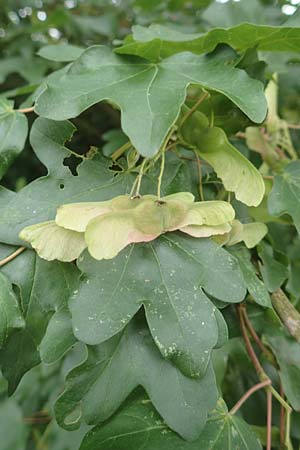 Acer campestre \ Feld-Ahorn / Field Maple, D Obernburg am Main 11.6.2016