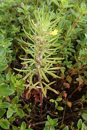 Ajuga chamaepitys \ Gelber G�nsel / Ground Pine, D Weinheim an der Bergstra&szlig;e 19.6.2016