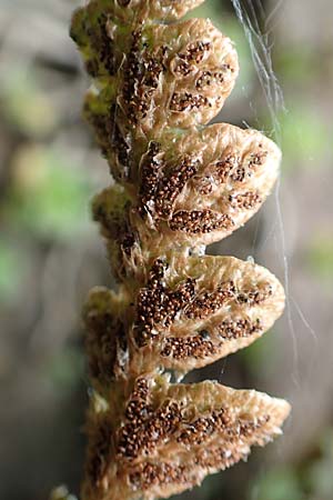Asplenium ceterach \ Milzfarn, Schriftfarn / Rustyback, Scale Fern, D Ettlingen 26.6.2016