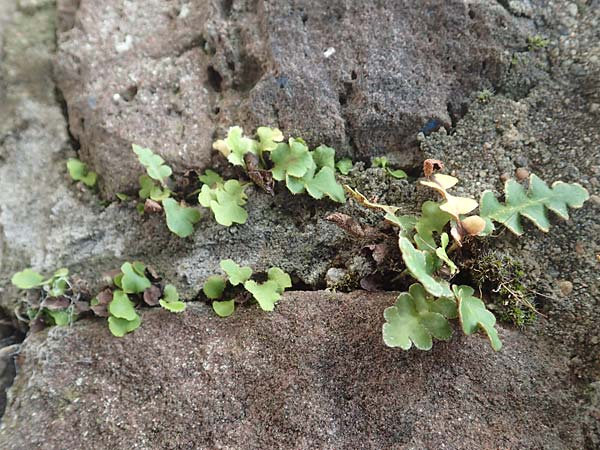 Asplenium ceterach \ Milzfarn, Schriftfarn / Rustyback, Scale Fern, D Ettlingen 26.6.2016