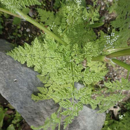 Anthriscus caucalis \ Hunds-Kerbel / Bur Chervil, D Mannheim 6.5.2017