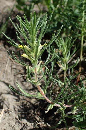 Ajuga chamaepitys \ Gelber G�nsel / Ground Pine, D Weinheim an der Bergstra&szlig;e 18.6.2017