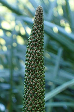 Acorus calamus \ Kalmus / Sweet Flag, Calamus, D Aschaffenburg 24.6.2017