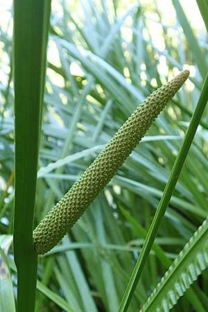 Acorus calamus \ Kalmus / Sweet Flag, Calamus, D Aschaffenburg 24.6.2017