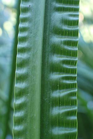 Acorus calamus \ Kalmus / Sweet Flag, Calamus, D Aschaffenburg 24.6.2017