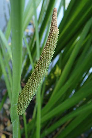 Acorus calamus \ Kalmus / Sweet Flag, Calamus, D Aschaffenburg 24.6.2017