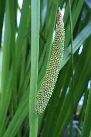 Acorus calamus \ Kalmus / Sweet Flag, Calamus, D Aschaffenburg 24.6.2017