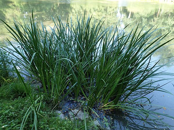 Acorus calamus \ Kalmus / Sweet Flag, Calamus, D Aschaffenburg 24.6.2017