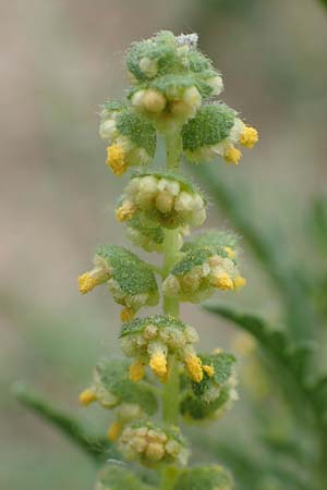 Ambrosia coronopifolia \ Ausdauernde Ambrosie / Perennial Ragweed, D Mannheim-Rheinau 8.8.2017