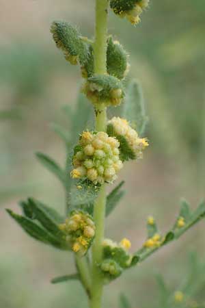 Ambrosia coronopifolia \ Ausdauernde Ambrosie / Perennial Ragweed, D Mannheim-Rheinau 8.8.2017