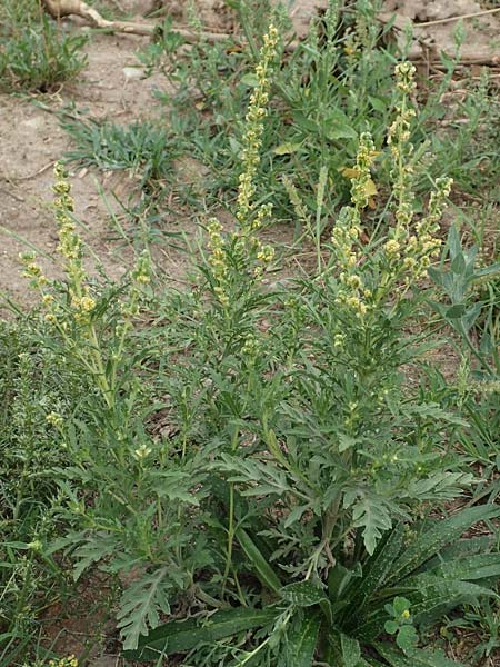 Ambrosia coronopifolia \ Ausdauernde Ambrosie / Perennial Ragweed, D Mannheim-Rheinau 8.8.2017