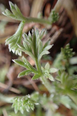 Artemisia campestris \ Feld-Beifu� / Field Wormwood, D St. Leon - Rot 23.3.2018