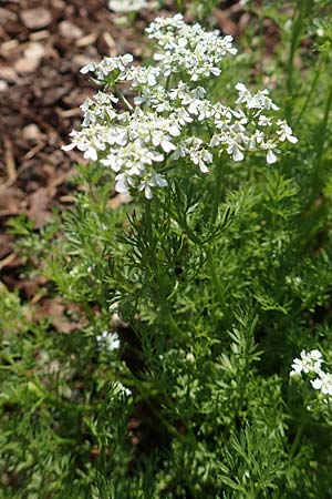 Anthriscus cerefolium \ Garten-Kerbel / Chervil, D Stuttgart-Hohenheim 18.4.2018