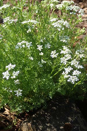 Anthriscus cerefolium \ Garten-Kerbel / Chervil, D Stuttgart-Hohenheim 18.4.2018