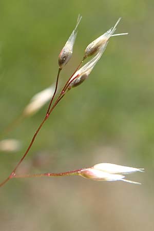 Aira caryophyllea \ Nelken-Haferschmiele / Common Silver Hair-Grass, D Herborn 21.5.2018
