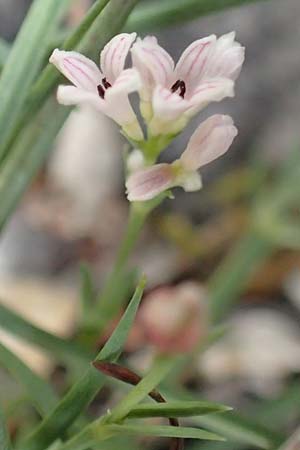 Asperula cynanchica \ H�gel-Meier / Squinancy Wort, D Fridingen 26.6.2018