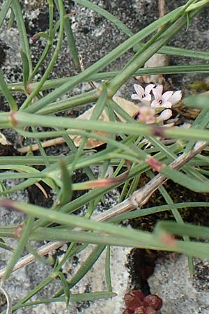 Asperula cynanchica \ H�gel-Meier / Squinancy Wort, D Fridingen 26.6.2018