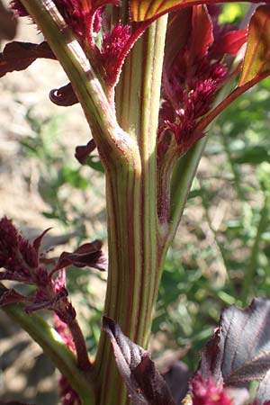 Amaranthus hypochondriacus \ Trauer-Amaranth, Prinzenfeder-Fuchsschwanz / Prince of Wales Pigweed, D Mannheim 16.9.2018