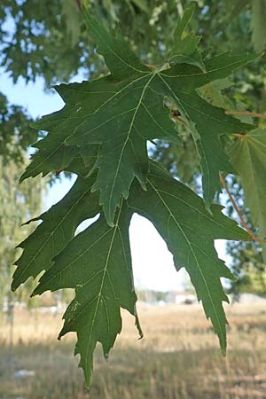 Acer saccharinum \ Silber-Ahorn / Silver Maple, D Mannheim 19.9.2018