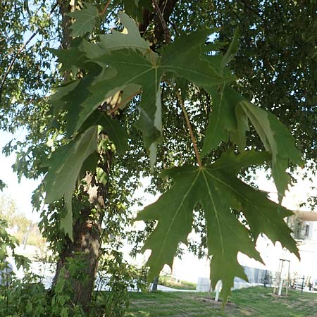 Acer saccharinum \ Silber-Ahorn / Silver Maple, D Mannheim 19.9.2018