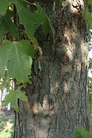 Acer saccharinum \ Silber-Ahorn / Silver Maple, D Mannheim 19.9.2018