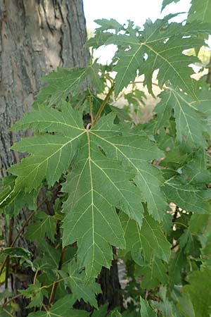 Acer saccharinum \ Silber-Ahorn / Silver Maple, D Mannheim 19.9.2018