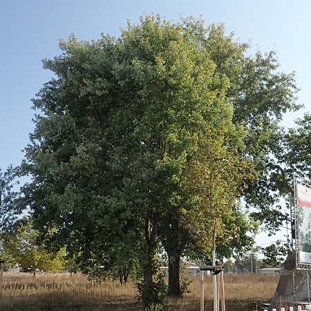 Acer saccharinum \ Silber-Ahorn / Silver Maple, D Mannheim 19.9.2018