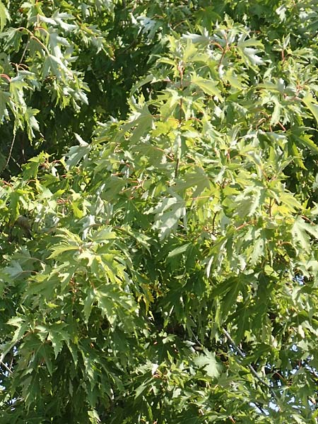Acer saccharinum \ Silber-Ahorn / Silver Maple, D Mannheim 19.9.2018