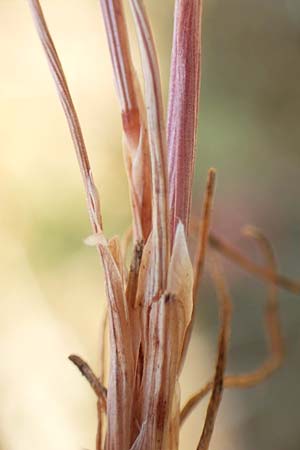 Aira multiculmis \ Vielst&auml;ngelige Haferschmiele / Multi-Stemmed Hair-Grass, D Hockenheim 4.6.2019
